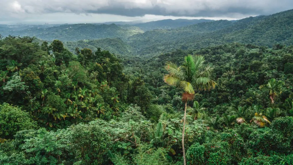 Forêt tropicale