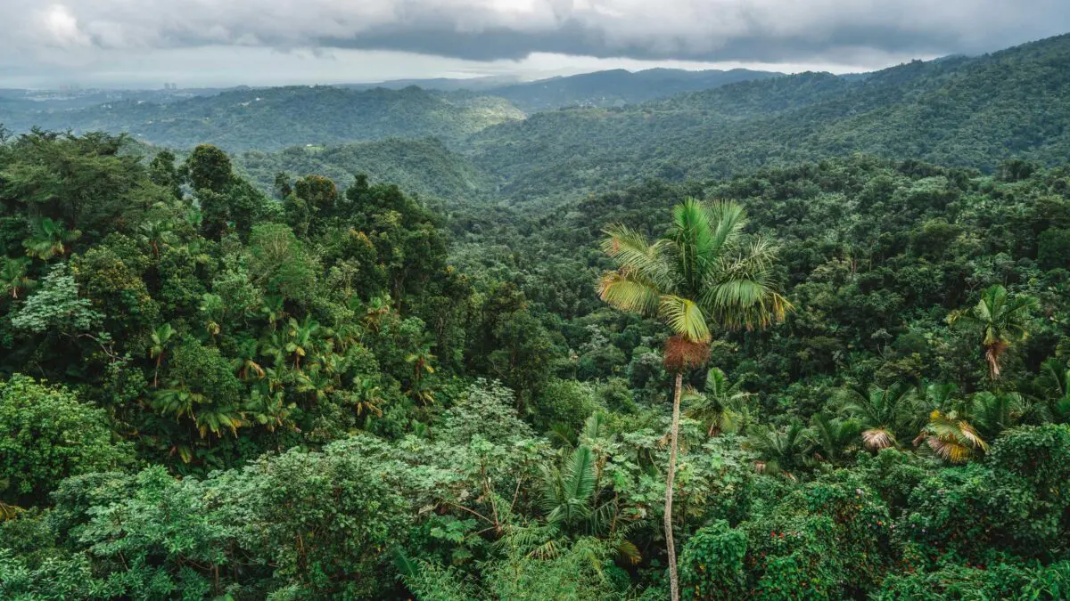 Forêt tropicale