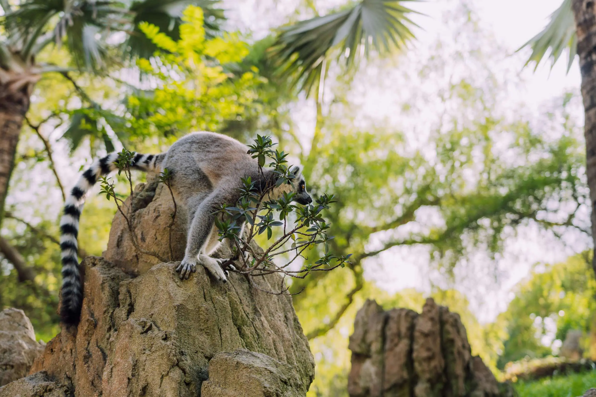 Lémurien op een tak in Madagascar
