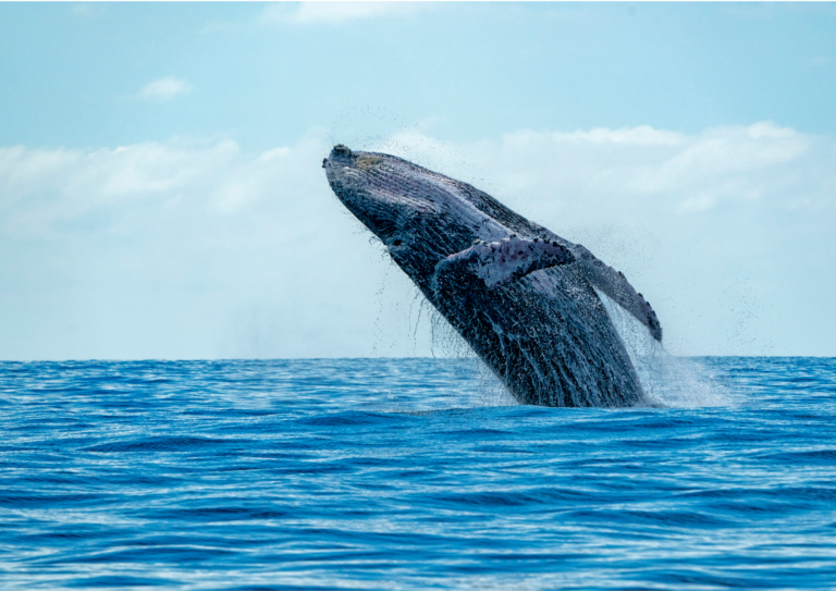 humpback whale breaching in the ocean