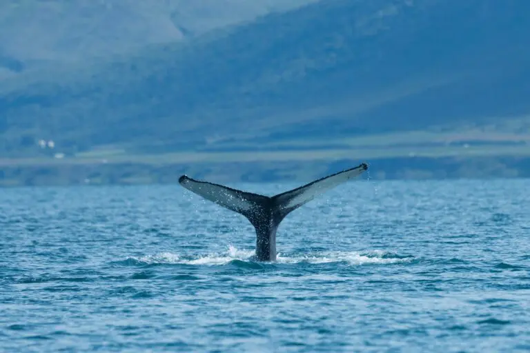humpback whale tail diving into the sea in Iceland