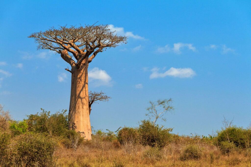 Baobab op Madagascar