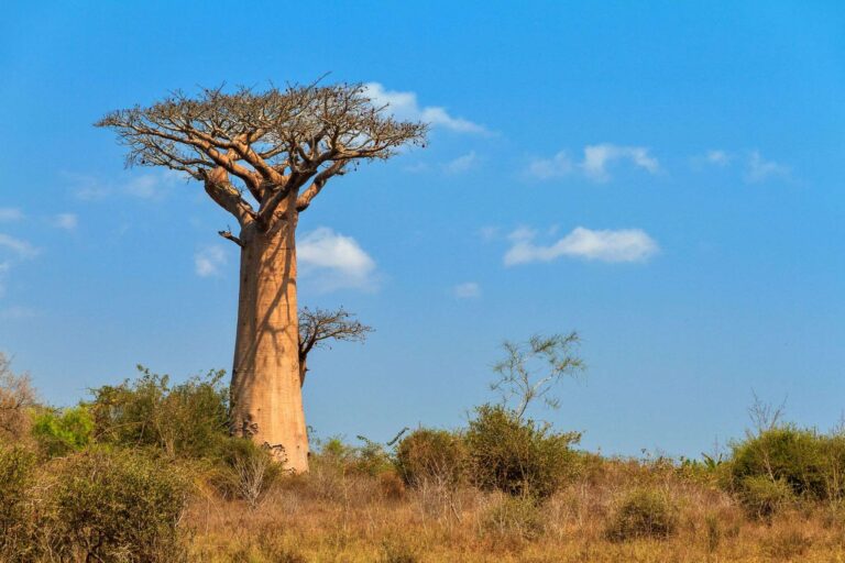 Baobab op Madagascar