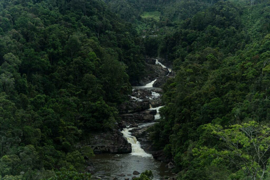 Rivier in een tropisch bos
