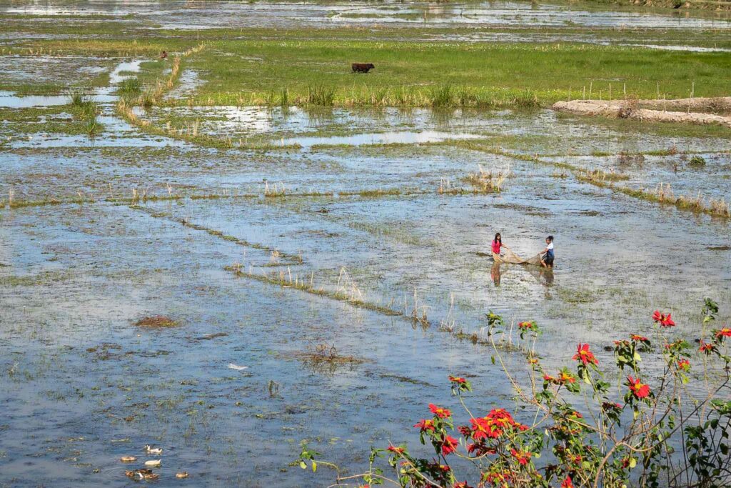 Rizière met een vrouw die aan het zwemmen is.
