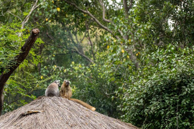 Lémurien op een rieten dak in Madagascar