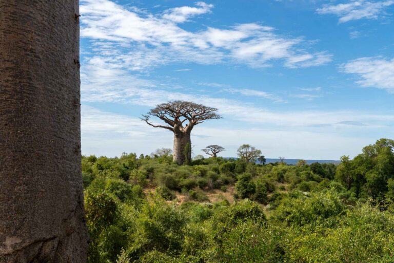 Arbre baobab in het midden van een bos