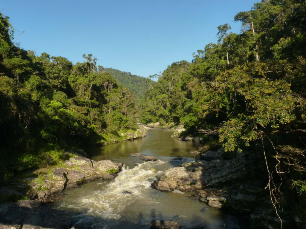 Rivier in een tropisch bos