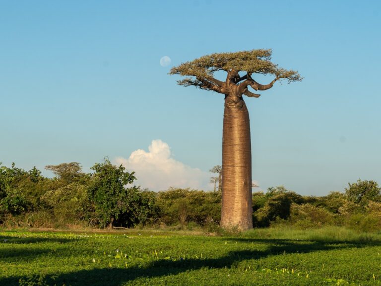 Arbre baobab in het midden van een bos