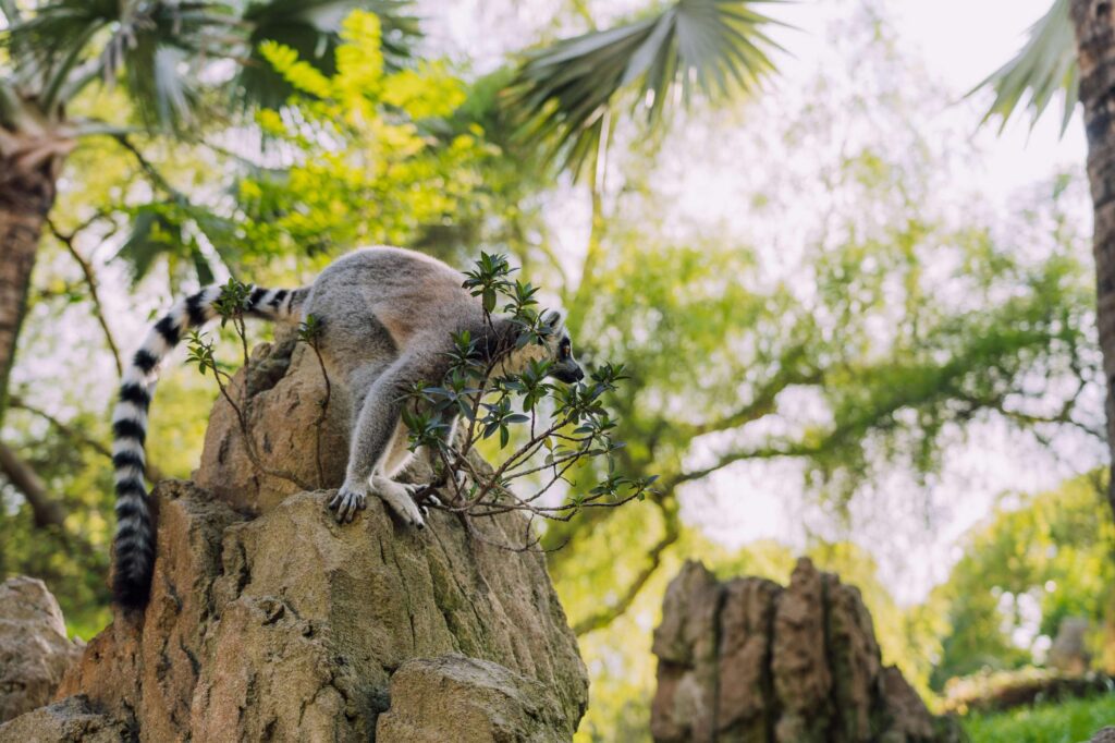 Lémurien op een tak in Madagascar